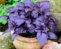 Basil violet: growing from seeds, care, top dressing in a greenhouse, greenhouse and in open ground, in the country. When and with what can I plant a purple basil, after how many days does it come after sowing? Do I need to pinch the purple basil, how to water often?
