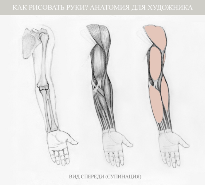 Строение руки рисунок. Анатомия руки. Анатомия руки для художников. Рисунок руки человека. Анатомия предплечья для рисования.