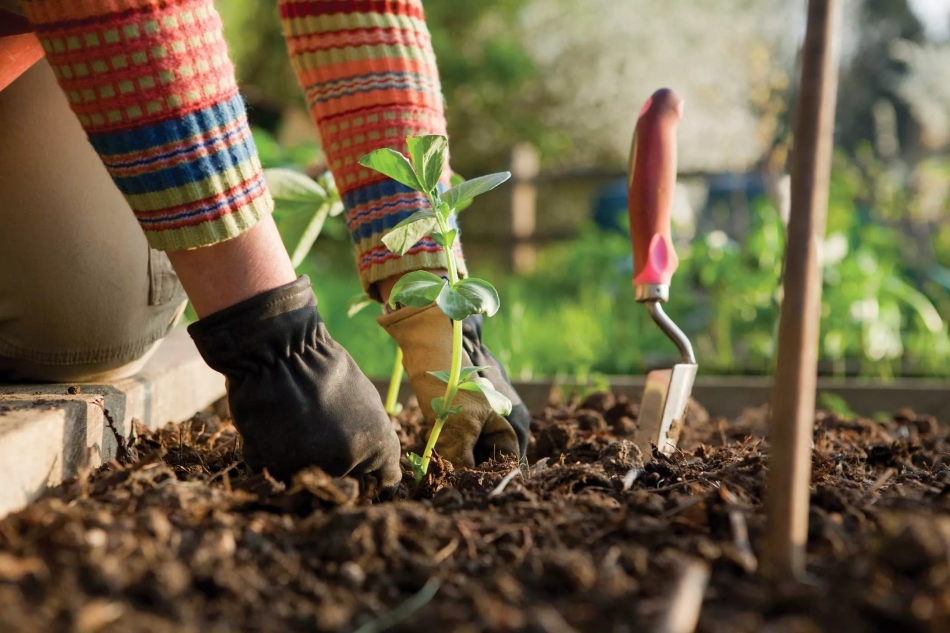 Приметы для огородников: как сеять и сажать