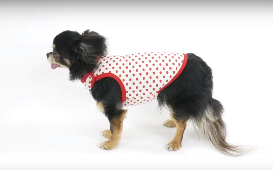 Жилет для маленькой собаки инструкция по пошиву