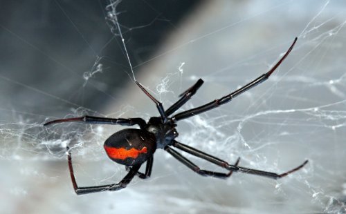 Araignée redpine