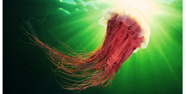 Hairy jellyfish