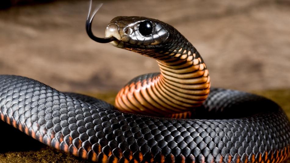 Ένα φίδι που προετοιμάζεται για ένα δάγκωμα σε ένα όνειρο είναι μια προειδοποίηση.