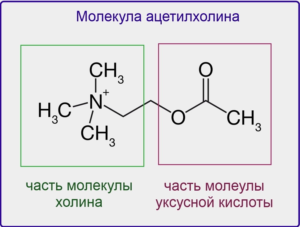 Molécule d'acétylcholine