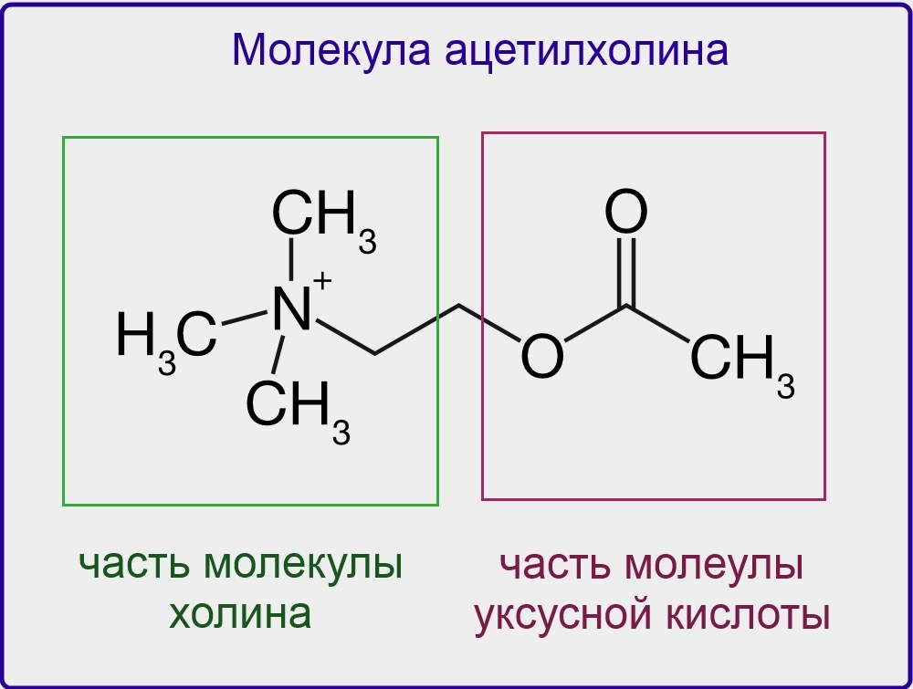 Acetylcholine molecule