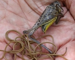 Im Fluss lebende Pferdehaare ist ein Parasitwurm: Was ist gefährlich für den Menschen? Wie sieht der Kegelhaarparasiten aus: Foto. Lebende Haare unter der Haut, in den Fersen einer Person - Parasiten, Ruset -Arbeiter, Dirophilary: Beschreibung