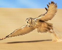 Desert birds: names, photos, brief description