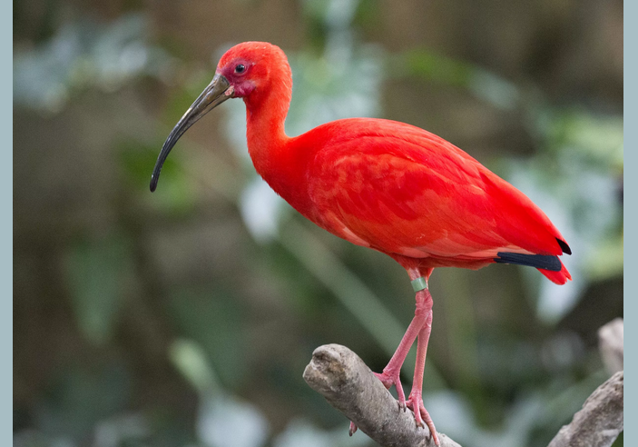 Ibis est un nom d'animal totem