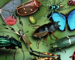 Signes sur les insectes - interprétation