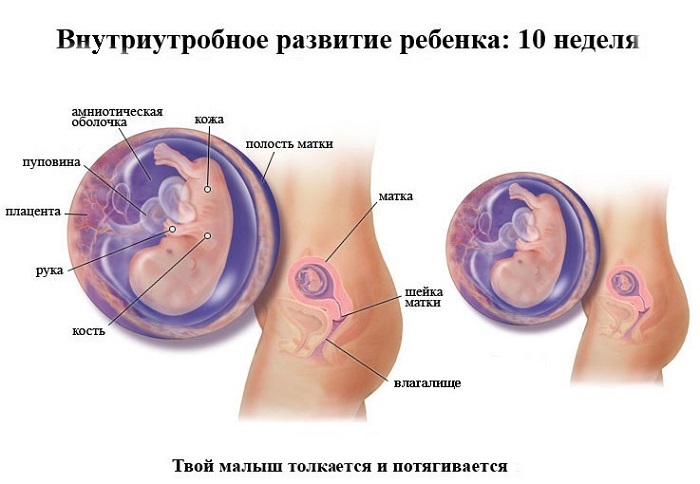 Intrauterine development of the fetus