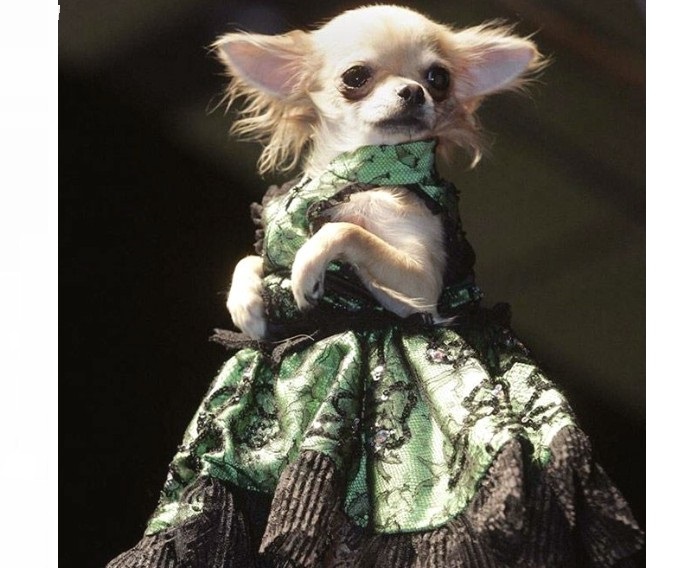 Fashionable glamorous clothing for dogs of small breeds