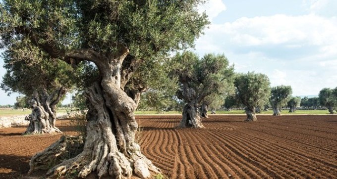 Olíva ligetek Apulia -ban, Olaszországban