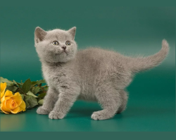 At what age is it better to take a kitten of different breeds home: the tips of the veterinarian