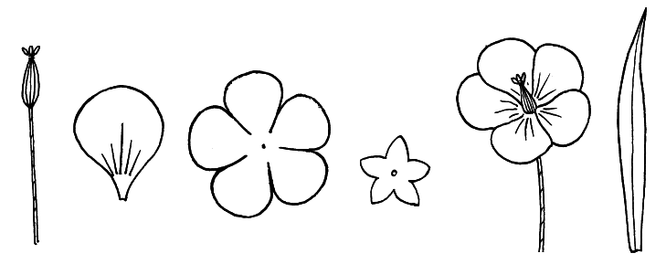 A bukkavirág mintázatának sémája