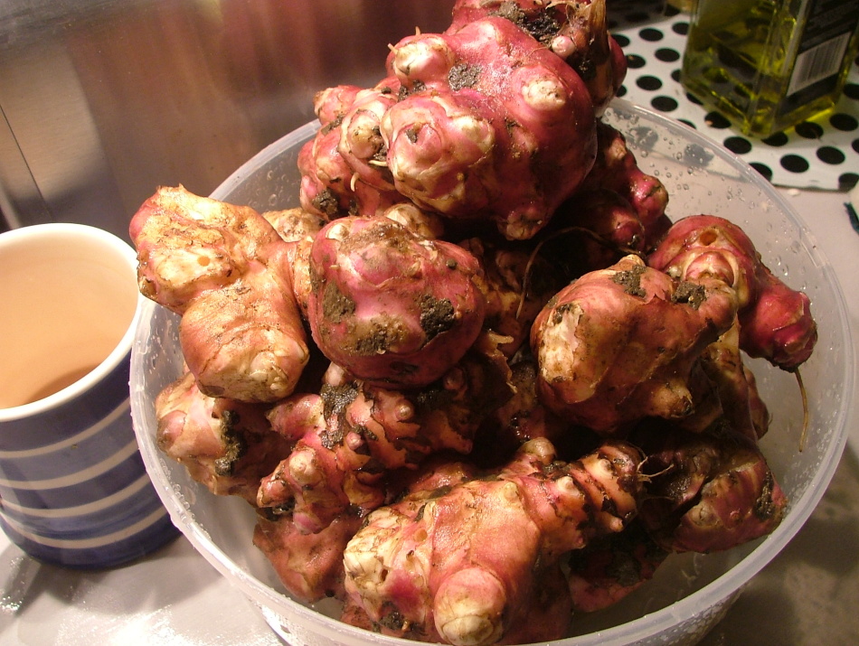 Jerusalem artichoke