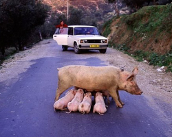 Funning on the Roads: una selección de fotos y videos divertidos