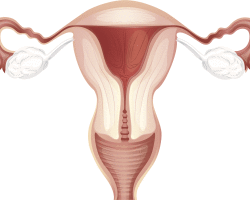 Reducing uterus after childbirth. How much does the uterus are reduced after childbirth? What to do to make the uterus contract?