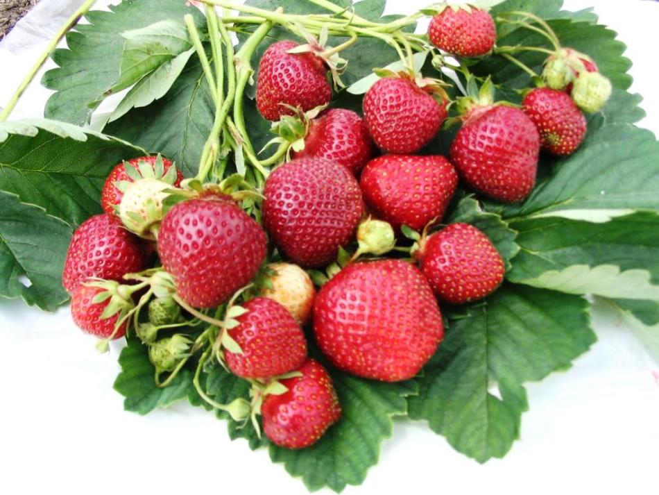 Variété aux fraises - Victoria