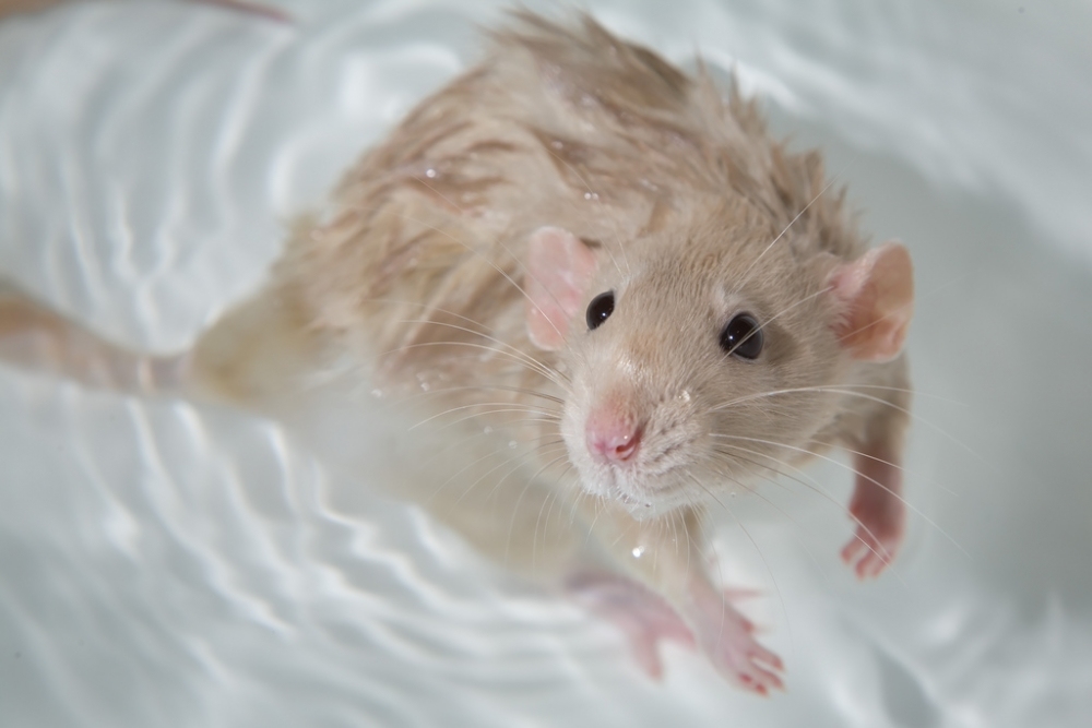 Die Ratte baden