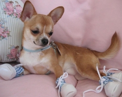 Chihuahua Dog: Περιγραφή της φυλής, των κτηνιάτρων, των κριτικών των ιδιοκτητών