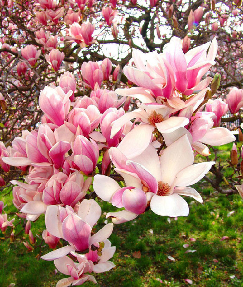 Розовые цветы на дереве фото с названиями