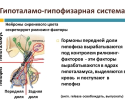 Gipothamik-gipotariya tizimi: tuzilishi, funktsiyalari, qoidabuzarliklari. Gipotamatik-gipofiz tizimini tartibga solish xususiyatlari