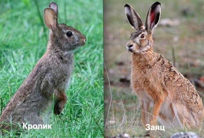 Фото зайца и кролика для определения отличий между ними, пример 2