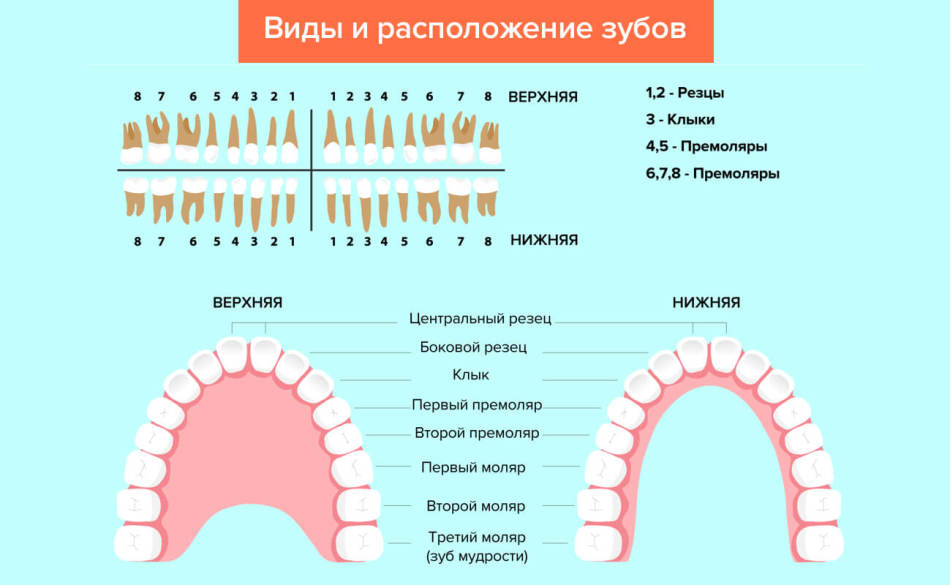 Расположение и виды