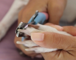 Як вирізати кігті собаки вдома? Як і з якими ножицями вирізати нігті собаки, як подати та подрібнити кігті?