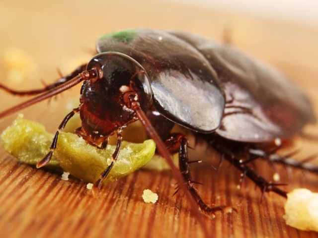 Zakaj so ščurki nevarni in zakaj se borijo z njimi? Prednosti in slabosti vsake vrste izdelka iz ščurkov: splošna klasifikacija. Ocena najučinkovitejših in najboljših sredstev iz ščurkov: imen, kratek opis, folk metode. Kakšno zdravilo za ščurke lahko imenujemo št. 1?