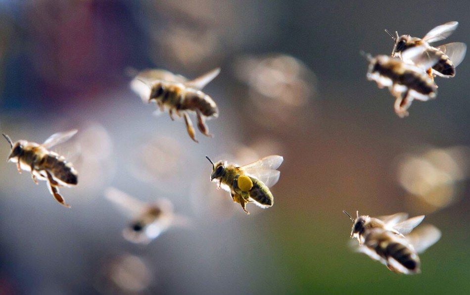 Las abejas regresan a casa