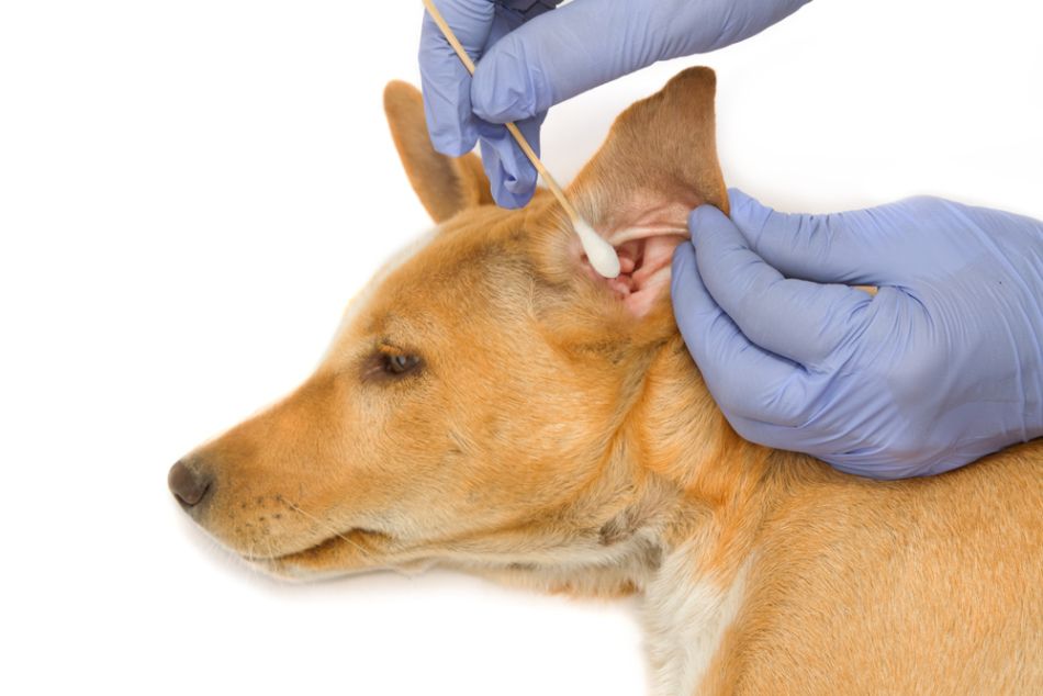 Чистить уши собаке нужно движениями изнутри наружу