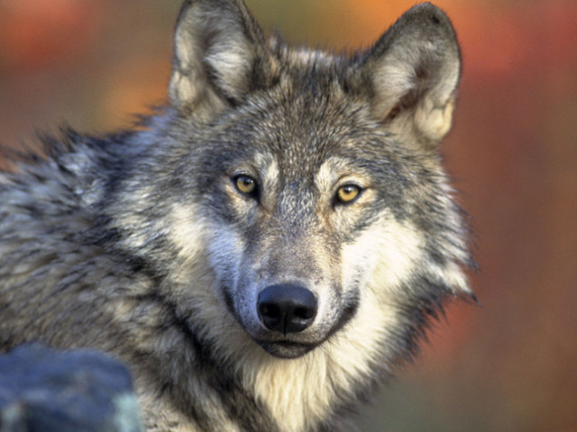 Волк: описание животного для детей 4 класса, для урока Окружающий мир. Какой орган лучше всего развит у волка?