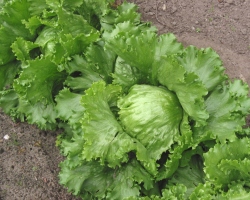 Iceberg salad cultivation in the country from seeds. Iceberg salad: benefits and harm to the body, glycemic index, calorie content, composition
