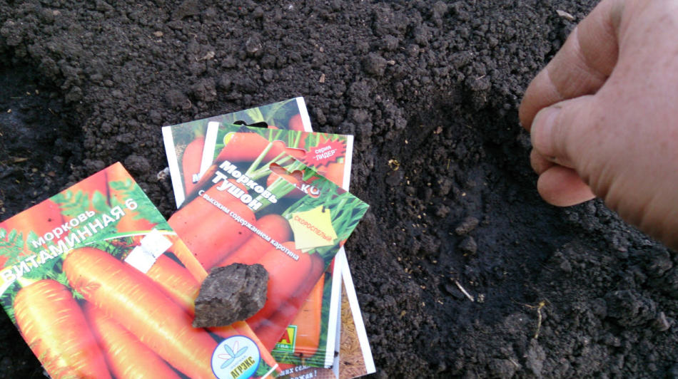 Посев морковки