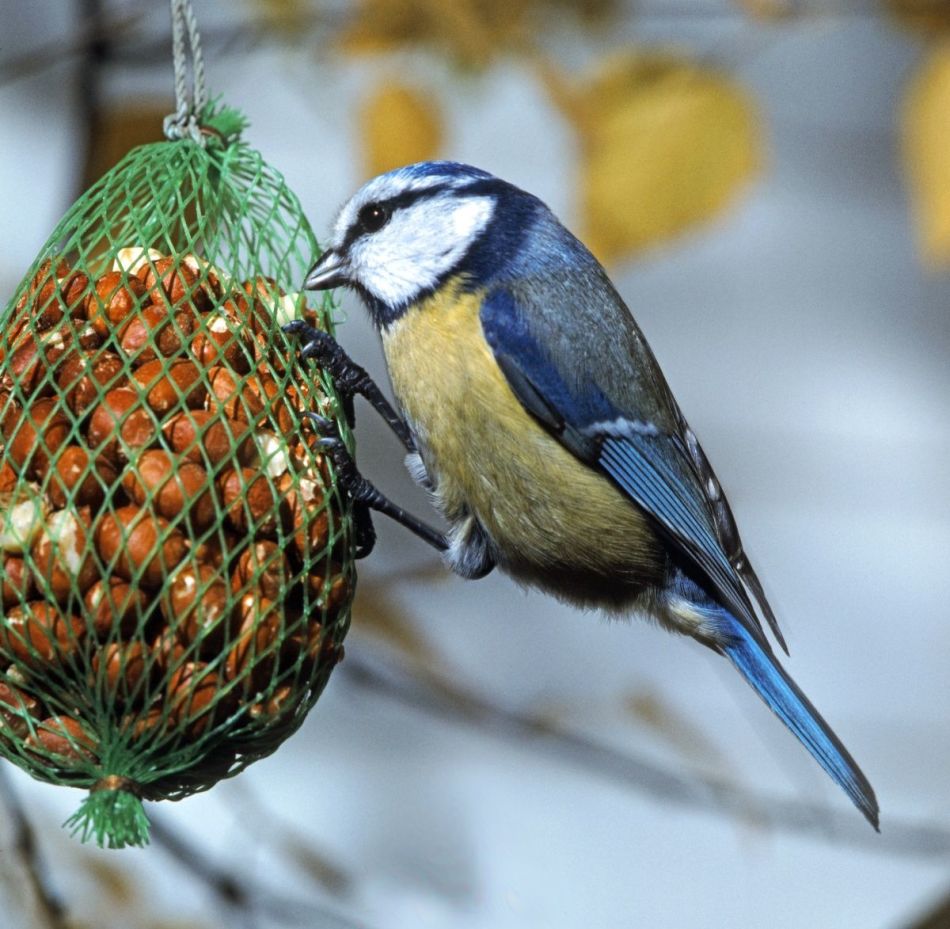 Podajalnik ptic iz omrežja za pakiranje zelenjave in sadja
