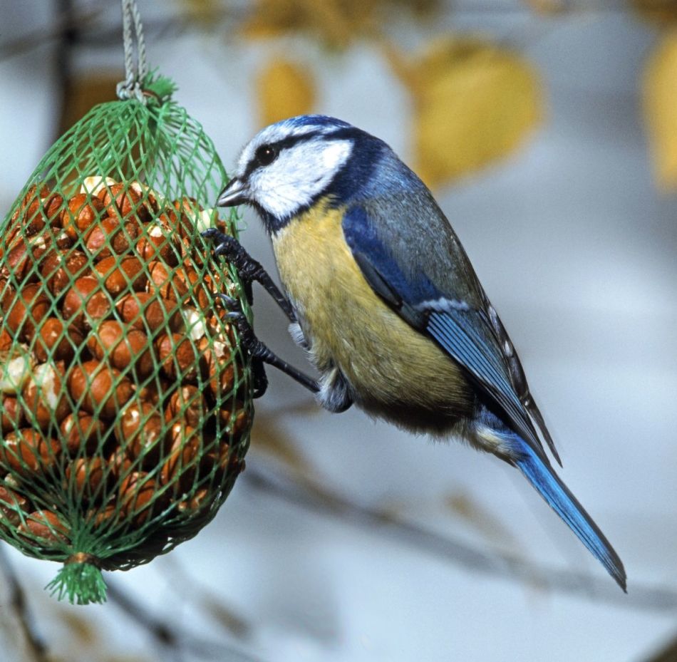 Bird feeder from a grid for packing vegetables and fruits