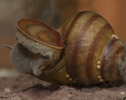 Mollusques d'eau douce et de mer: structure interne externe de l'évier, sa biologie