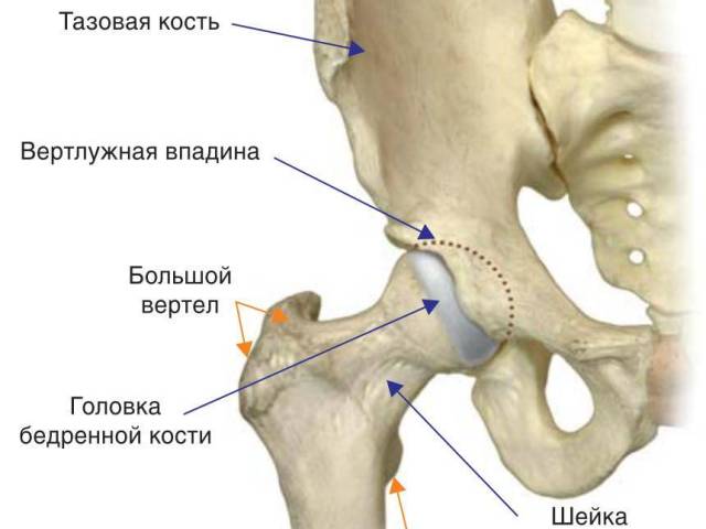 Тазобедренный сустав: строение, связки, мышцы, нервы, анатомия, кровоснабжение, движения в бедренном суставе. Какие кости участвуют в образовании тазобедренного сустава?