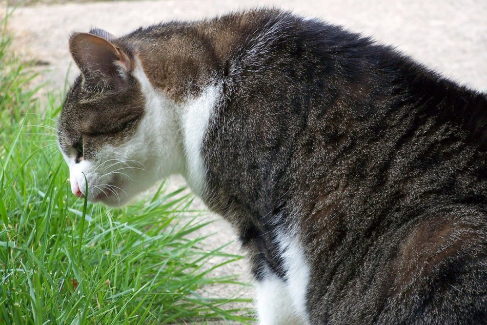 Le chat mange de l'herbe