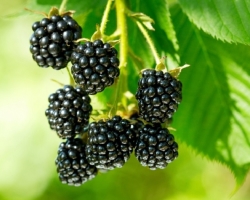 When and how to plant a blackberry: planting blackberries in spring and autumn, growing tips, the best varieties of blackberries. Care for blackberries: pruning, watering, top dressing, forming a bush, garter, illness and pests, reproduction, preparation for winter