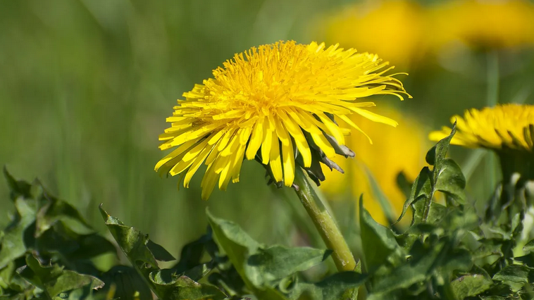 Dandelion: Safe treatment of anemia in women during pregnancy