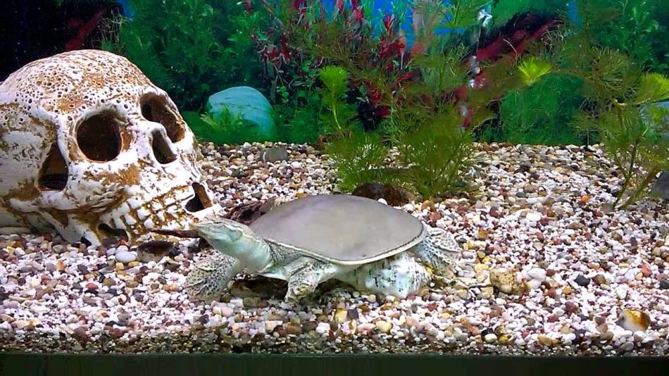 Trionics Chinois est une tortue inhabituelle, qui peut être créée à la maison un aquarium inhabituel