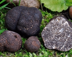 Truffle mushroom: types, description, characteristic, photo. What do Truffli mushrooms look like, where are they growing, how are they looking for? Truffle mushroom: benefit and harms