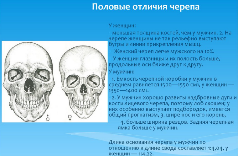 Половые различия строения черепа