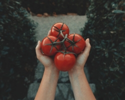Pourquoi ne pouvez-vous pas manger des tomates avec une arthrose des articulations? Comment la solanine et l'acide oxalique affectent-ils les tomates sur la santé des articulations?