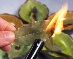 Les propriétés magiques d'une feuille de baie pour une carrière. Conspiration pour travailler sur une feuille de baie. Rituel pour travailler avec une feuille de laurier sur la nouvelle lune. Trois feuilles de baie au nord de la salle pour la croissance de carrière