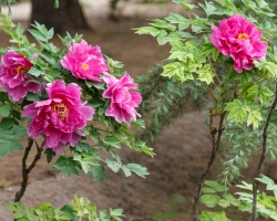 Piones sind baumartig und krautig: Wachstum in offenem Boden und Sorgfalt nach Pflanzen, Blüte, Frühling, Sommer, Herbst, Vorbereitung von Pfingstrosen für den Winter, Trimmzeit. Warum Peonies nicht blühen, Blätter werden verdreht und geschwärzt: pionale Krankheiten und ihre Behandlung