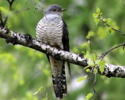 Burung Cuckoo: Deskripsi untuk anak sekolah, foto, suara burung. Burung migrasi cuckoo atau tidak?