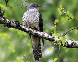 Bird Cuckao: Opis za šolarje, fotografija, glas ptice